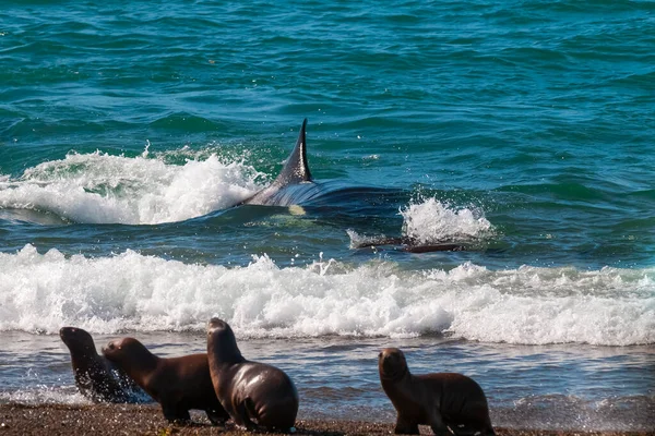 Orca Planda Bir Grup Deniz Aslanıyla Kıyı Şeridinde Devriye Geziyor — Stok fotoğraf