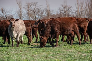 Pampas kırsalında doğal çayırlarda sığır yetiştirme, La Pampa Eyaleti, Patagonya, Arjantin.