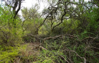 Calden Ormanı, Geoffraea Dekorasyon Fabrikaları, La Pampa Bölgesi, Patagonya, Arjantin.