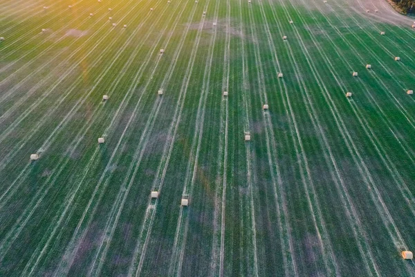 Grass Bale Στην Ύπαιθρο Pampas Επαρχία Μπουένος Άιρες Αργεντινή — Φωτογραφία Αρχείου