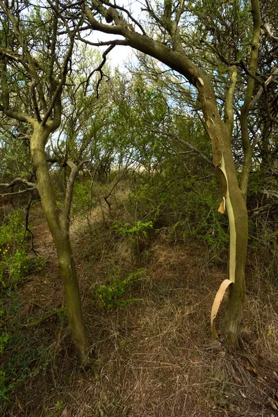 Paisagem Florestal Calda Província Pampa Patagônia Argentina — Fotografia de Stock