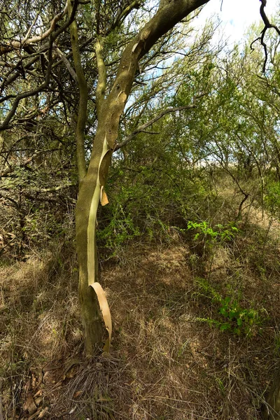 Calden Paisagem Florestal Geoffraea Decorticans Plantas Pampa — Fotografia de Stock