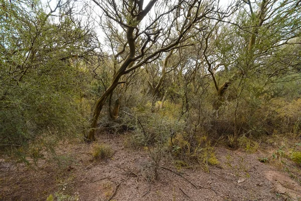 Calden Paisagem Florestal Geoffraea Decorticans Plantas Pampa — Fotografia de Stock