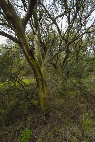 Лесной Ландшафт Кальдена Растения Geoffraea Decorticans Провинция Пампа Патагония Аргентина — стоковое фото