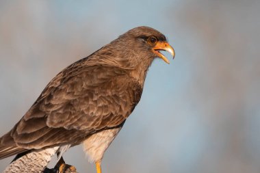 Caracara Şempango portresi, La Pampa ili, Patagonya, Arjantin