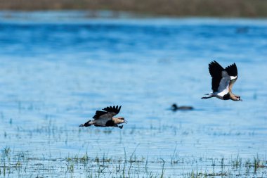 Güney Lapwing, Vanellus Chilensis uçuyor, La Pampa Eyaleti, Patagonya, Arjantin