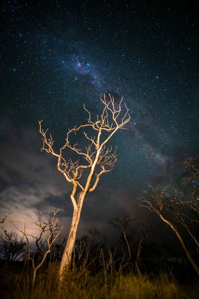 Brinnande Träd Fotograferade Natten Med Stjärnklar Himmel Pampa Provinsen Patagonien — Stockfoto