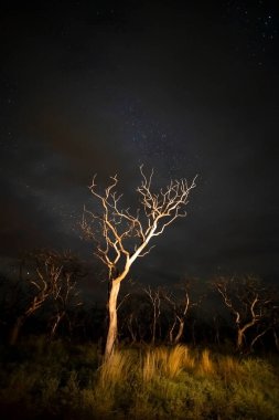 Yanan ağaçlar gece yıldızlı gökyüzü ile çekildi, La Pampa vilayeti, Patagonya, Arjantin.
