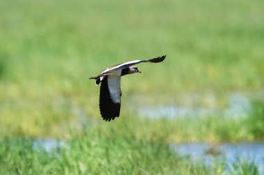 Güney Lapwing, Vanellus Chilensis uçuyor, La Pampa Eyaleti, Patagonya, Arjantin