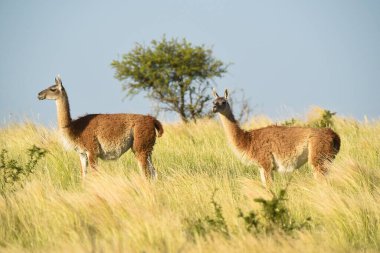 Çayır ortamında Guanacos, Park Luro Doğa Koruma Alanı, La Pampa Bölgesi, Arjantin. 
