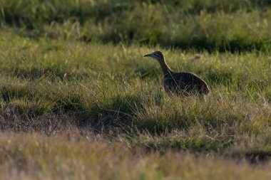 Kırmızı kanatlı Tinamou, Rhynchotus rufescens, La Pampa ili, Patagonya, Arjantin
