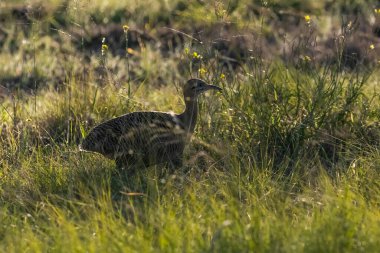 Kırmızı kanatlı Tinamou, Rhynchotus rufescens, La Pampa, Arjantin