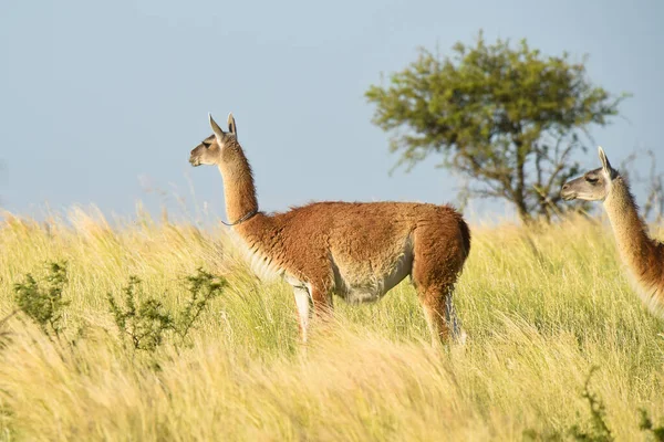 Guanacos Füves Környezetben Parque Luro Természetvédelmi Terület Pampa Tartomány Argentína — Stock Fotó