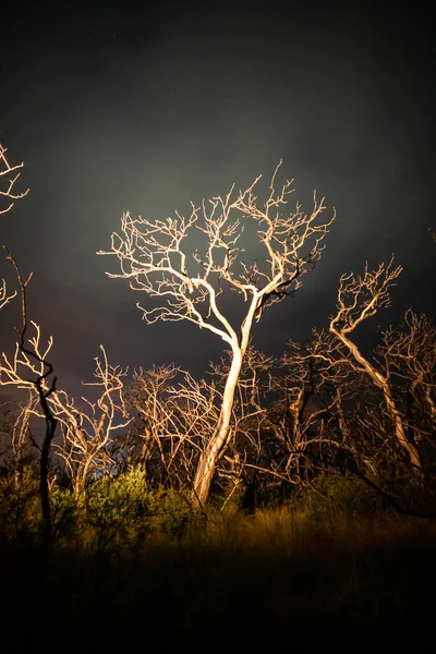 Горящие Деревья Сфотографированные Ночью Звездным Небом Провинция Пампа Патагония Аргентина — стоковое фото