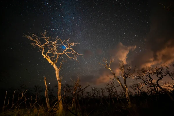 Спалені Дерева Фотографували Вночі Зоряним Небом Провінції Пампа Патагонія Аргентина — стокове фото