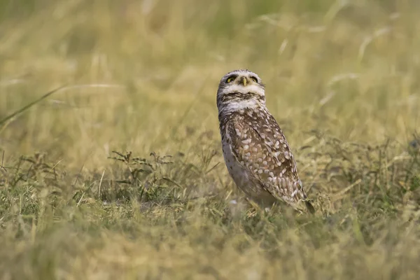 Sowa Ryjąca Athene Cunicularia Patrząc Kamerę Prowincja Pampa Patagonia Argentyna — Zdjęcie stockowe