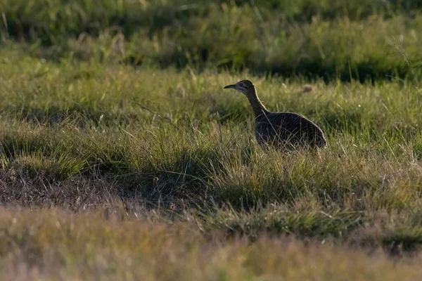 Tinamou Skrzydlaty Rhynchotus Rufescens Prowincja Pampa Patagonia Argentyna — Zdjęcie stockowe