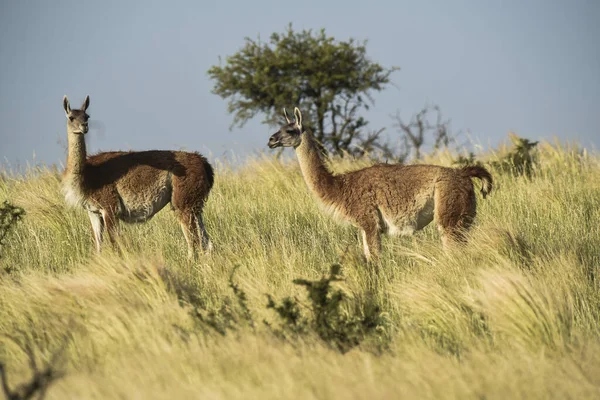 Guanacos Füves Környezetben Parque Luro Természetvédelmi Terület Pampa Tartomány Argentína — Stock Fotó