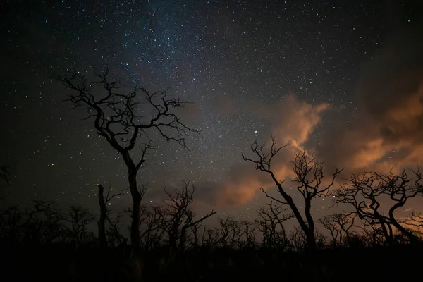 Árboles Ardientes Fotografiados Por Noche Con Cielo Estrellado Provincia Pampa —  Fotos de Stock