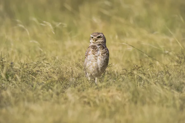 Burrowing Owl Athene Cunicularia Looking Camera Pampa Province Patagonia Argentina — Stock Photo, Image