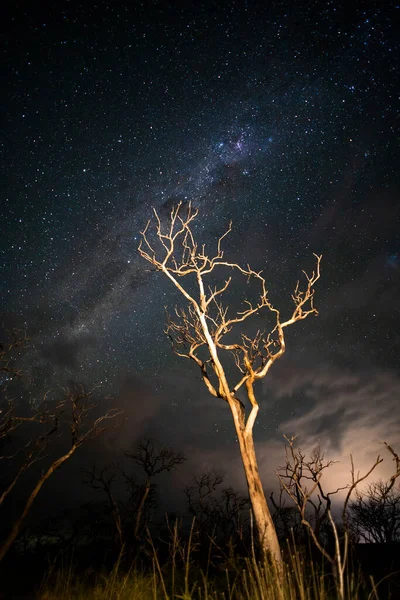 Brinnande Träd Fotograferade Natten Med Stjärnklar Himmel Pampa Provinsen Patagonien — Stockfoto