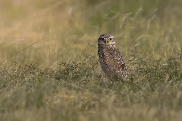 Burrowing Owl Athene Cunicularia Глядя Камеру Pampa Province Патагония Аргентина — стоковое фото