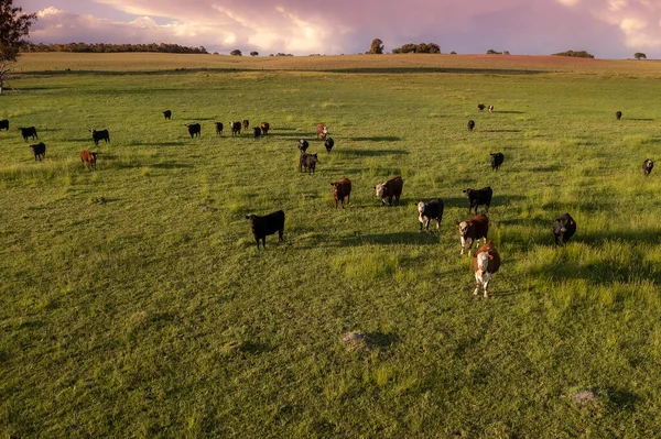 Letecký Pohled Skupinu Býků Pro Export Dobytek Chovaný Přírodními Pastvinami — Stock fotografie