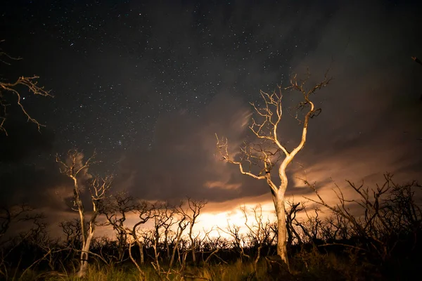 Brandende Bomen Nachts Gefotografeerd Met Een Sterrenhemel Provincie Pampa Patagonië — Stockfoto