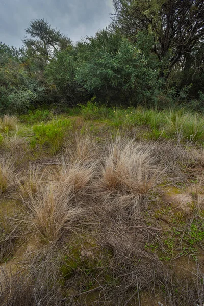 Calden Forest Landscape Geoffraea Decorticans Plants Pampa Province Patagonia Argentina — Fotografia de Stock