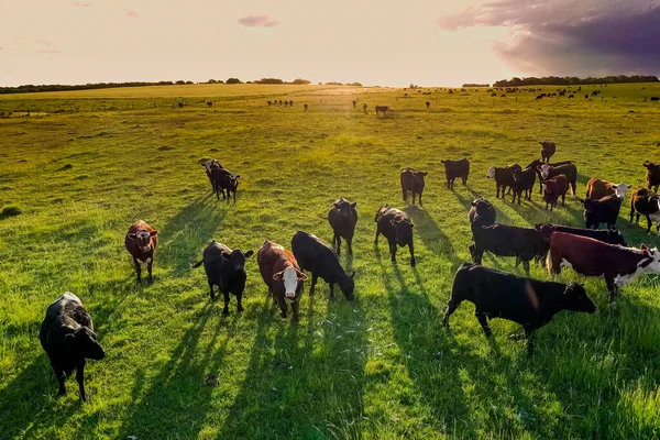 Aerial View Troop Steers Export Cattle Raised Natural Pastures Argentine — Stock Photo, Image