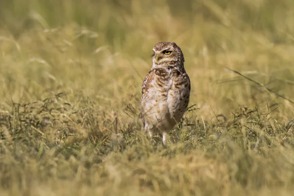 Sowa Ryjąca Athene Cunicularia Patrząc Kamerę Prowincja Pampa Patagonia Argentyna — Zdjęcie stockowe