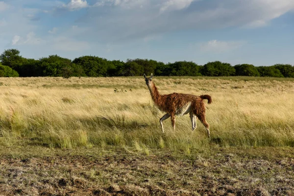 Guanacos Ambiente Pastagem Parque Luro Reserva Natural Província Pampa Argentina — Fotografia de Stock