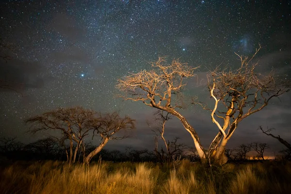 Brennende Bäume Bei Nacht Mit Sternenhimmel Provinz Pampa Patagonien Argentinien — Stockfoto