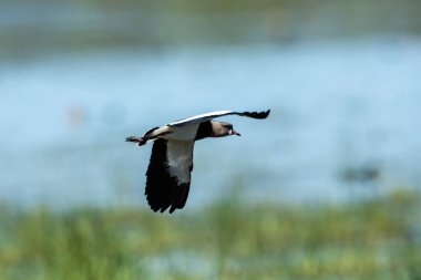 Güney Lapwing, Vanellus Chilensis uçuyor, La Pampa Eyaleti, Patagonya, Arjantin