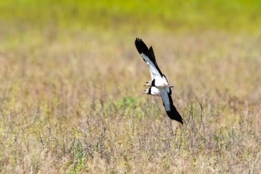 Güney Lapwing, Vanellus Chilensis uçuyor, La Pampa Eyaleti, Patagonya, Arjantin