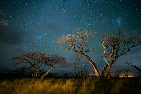 Горящие Деревья Сфотографированные Ночью Звёздным Небом Пампа — стоковое фото