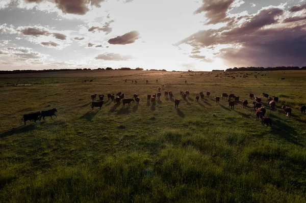 Aerial View Troop Steers Export Cattle Raised Natural Pastures Argentine — Stock Photo, Image