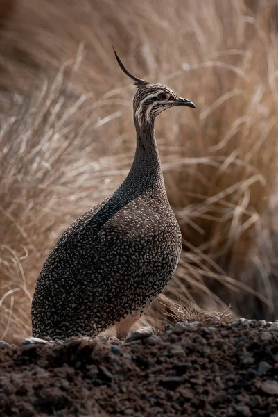 Elegante Tinamou Crestato Eudromia Elegans Ambiente Prati Pampas Provincia Pampa — Foto Stock