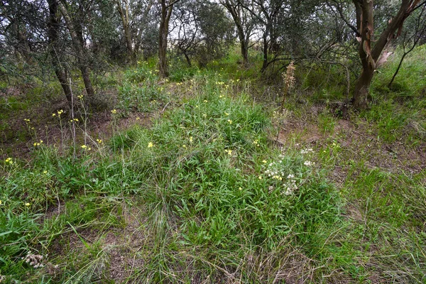 Calden Skogslandskap Geoffraea Dekorticans Växter Pampa Provinsen Patagonien Argentina — Stockfoto