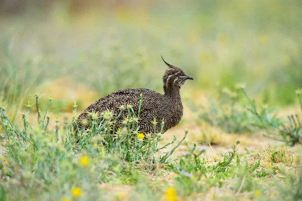 Elegante Tinamou Crestato Eudromia Elegans Ambiente Prati Pampas Provincia Pampa — Foto Stock