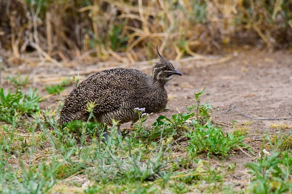 Elegáns Crested Tinamou Eudromia Elegans Pampas Füves Környezet Pampa Tartomány — Stock Fotó