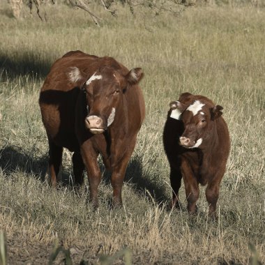 Pampas kırsalında doğal çayırlarda sığır yetiştirme, La Pampa Eyaleti, Patagonya, Arjantin.