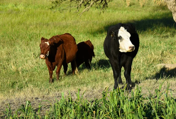 Allevamento Bovini Con Pascoli Naturali Nella Campagna Pampas Provincia Pampa — Foto Stock