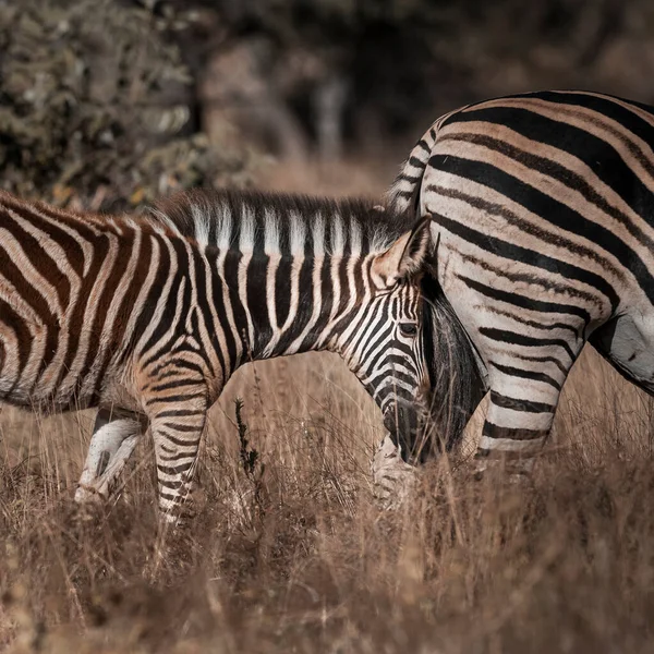 Коммон Зебра Мать Ребенок Национальный Парк Крюгера Южная Африка — стоковое фото