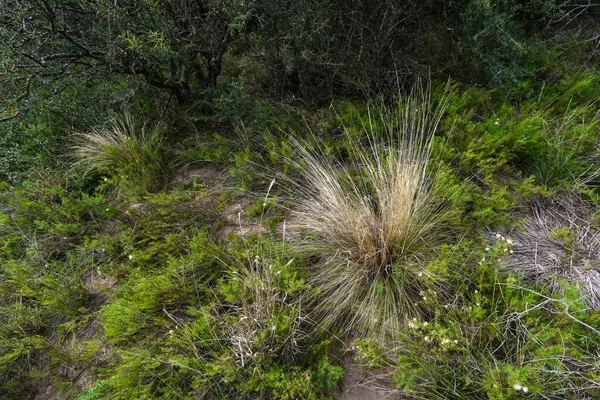 Calden Skogslandskap Geoffraea Dekorticans Växter Pampa Provinsen Patagonien Argentina — Stockfoto