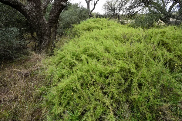 阿根廷巴塔哥尼亚La Pampa省Calden森林景观 Geoffraea Decorticans植物 — 图库照片