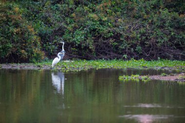 Sulak arazide Büyük Beyaz Akbalıkçıl Pantanal, Mato Grosso, Brezilya.