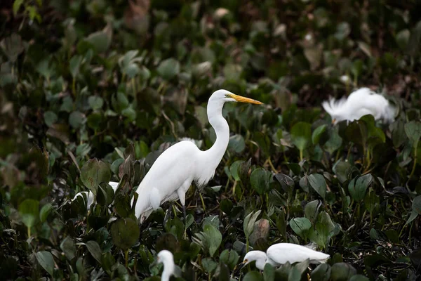 Grote Witte Zilverreiger Wetland Omgeving Pantanal Mato Grosso Brazilië — Stockfoto