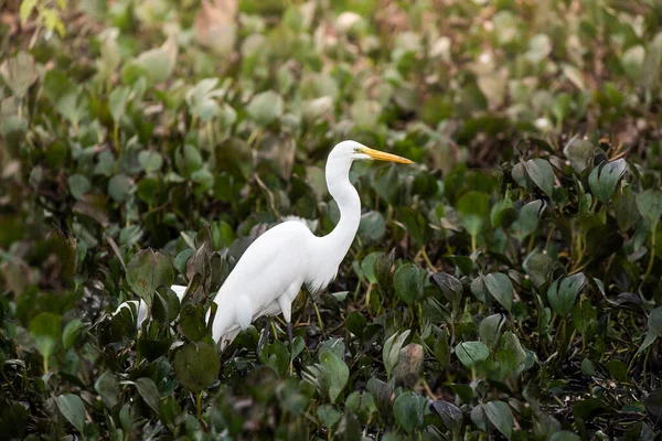 Great White Egret Wetland Environment Pantanal Mato Grosso Brasil — Fotografia de Stock