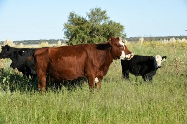 Pampas kırsalında doğal çayırlarda sığır yetiştirme, La Pampa Eyaleti, Patagonya, Arjantin.